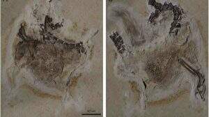 Material fóssil do Ubirajara jubatus foi originado da Bacia do Araripe