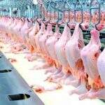 China suspende importação de carne de frango de frigorífico sul-mato-grossense