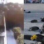 VÍDEO: Centenas de pássaros caíram mortos do céu no México