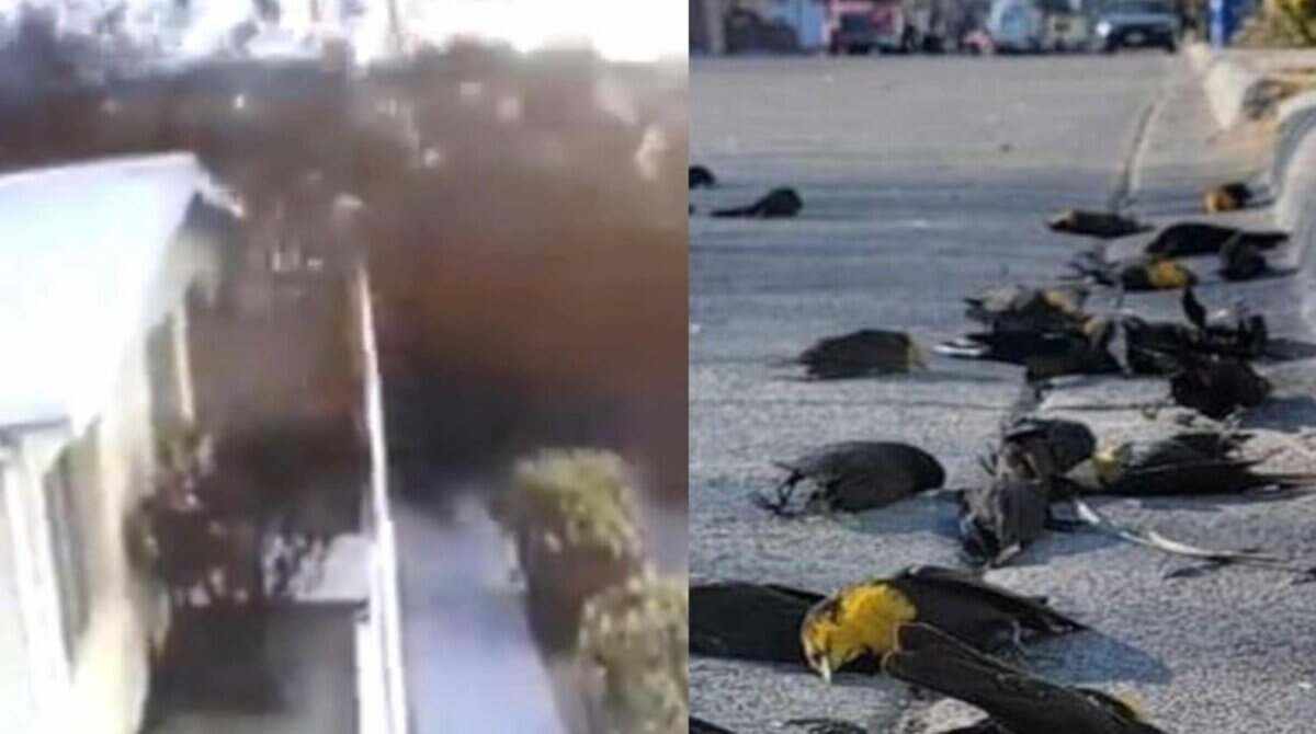 VÍDEO: Centenas de pássaros caíram mortos do céu no México