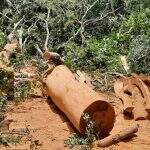 Homem é multado em R$ 2,4 mil por exploração de madeira ilegal em MS