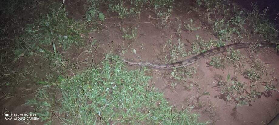 A captura do animal foi executada com um gancho e a cobra foi colocada em uma caixa de contenção.