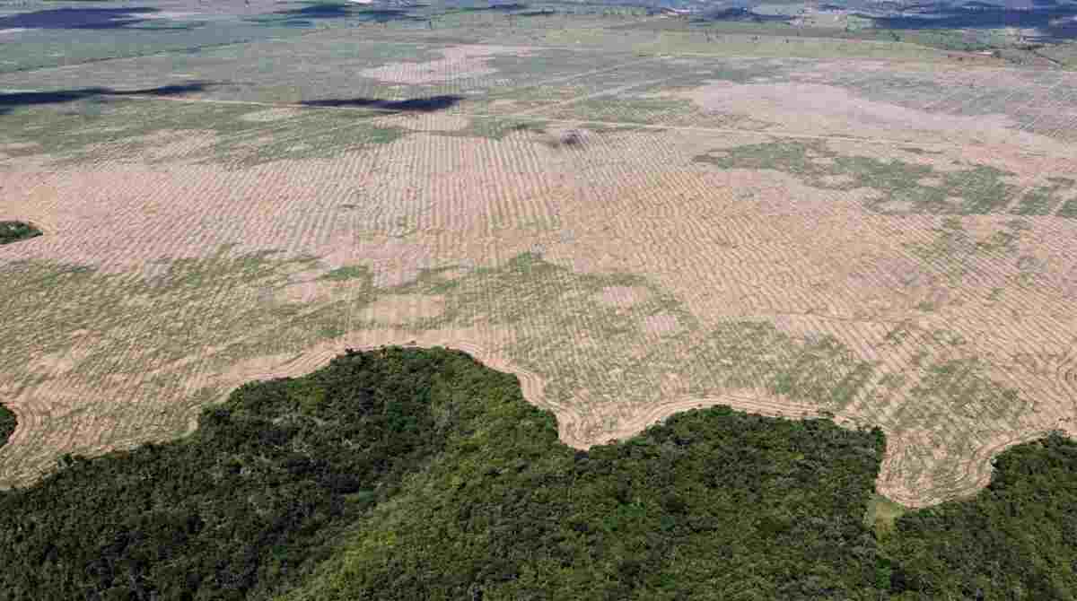 Em 3 anos de gestão Bolsonaro, Amazônia tem desmatamento 'alarmante', diz Ipam
