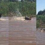 Imagens impressionantes: onça abocanha e dá ataque fatal em jacaré na frente de turistas no Pantanal