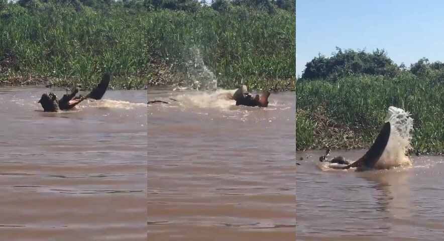 Ataque aconteceu na Reserva Ecológica Jaguar e foi filmado de pertinho por turistas