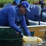 Pesca na modalidade ‘pesque e solte’ está liberada nas calhas dos rios Paraguai e Paraná