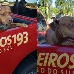 Susto: Pitbull é resgatado dentro de ônibus no Terminal Guaicurus nesta segunda-feira