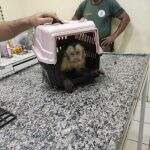 Macaco-prego eletrocutado em fio de iluminação pública é resgatado em cidade do MS