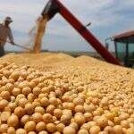 Próxima safra de soja em MS deve gerar investimento de 30% a mais para agricultor