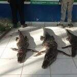 PMA prende paraguaios por caçar de jacarés e pesca durante a piracema
