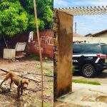 Casal do RJ que adotou ‘Borel’ para começar a vida em Campo Grande pede o animal de volta
