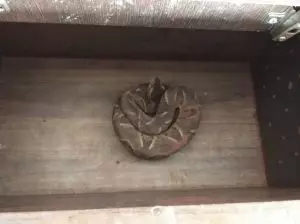 Cobra peçonhenta é encontrada em residência e Sucuri de quase 3 metros em terreno de cidade do MS