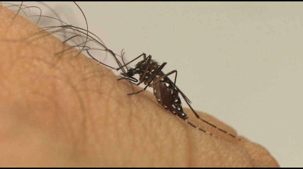 Casos de dengue crescem 43,9% no Brasil no início do ano