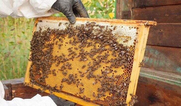 Valorizou na pandemia: quilo do mel teve aumento de 69% em MS