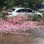 VÍDEO: Galhos de árvore caem em carro estacionado no centro de Ponta Porã
