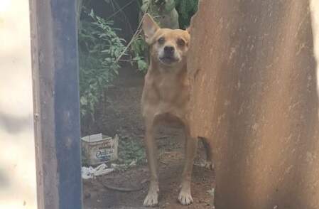 Idoso morre e cachorros ficam abandonados em casa sem comida e água em MS