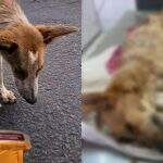 Cachorro morre de fome e desnutrição em cidade de MS; dona foi autuada