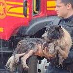 Cachorro é resgatado de casa em chamas por PM que passava pelo local com equipe