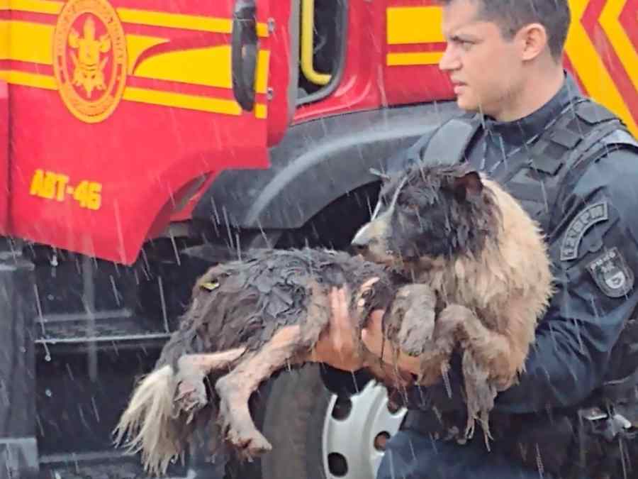 Cachorro foi resgatado pelo militar