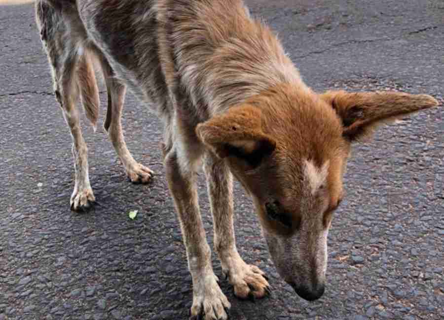 Cachorro foi resgatado mas não resistiu