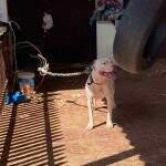 Mantido amarrado em corda de 1 metro por meses, pitbull é resgatado e dono preso