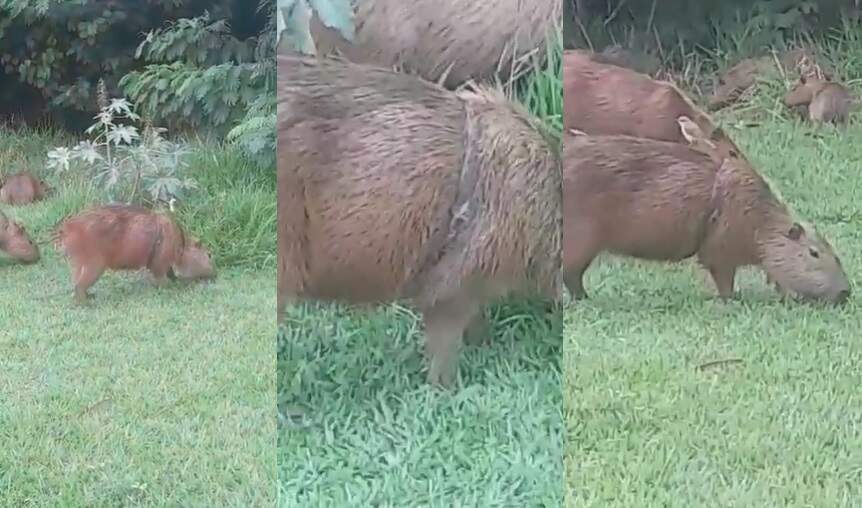 Vídeo mostra tentativa de socorrer uma capivara que ratejava pela ruas de  Campo Grande; animal não resiste, Radar Brasil