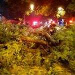Tempestade em Dourados derruba 100 árvores e moradores ficam sem energia