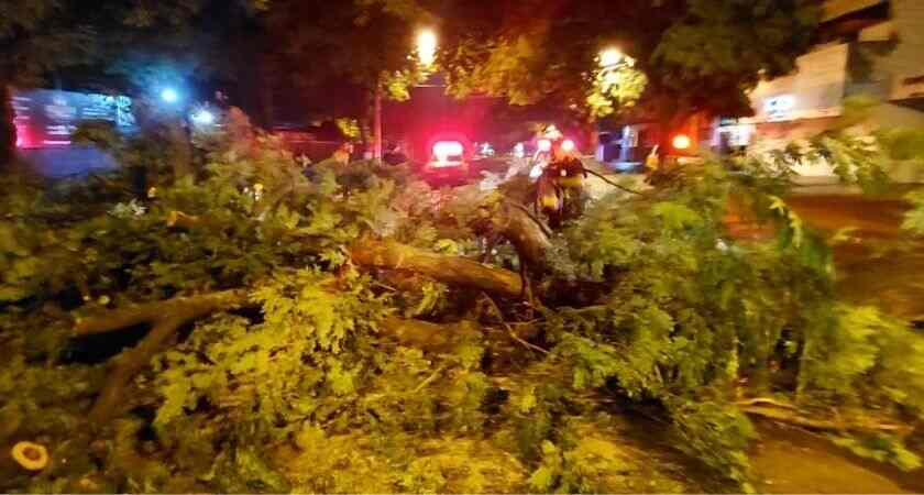 Tempestade em Dourados derruba 100 árvores e moradores ficam sem energia