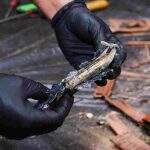 Cocaína escondida em piso de madeira totalizou mais de 160 quilos