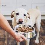 Nutrição animal: veterinário explica alimentos mais indicados para cães e gatos