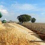 Como a geada prevista para Mato Grosso do Sul puxou preço futuro do milho nesta quarta-feira