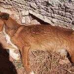 No sol o dia todo, cachorro morre de fome e dono é multado em R$ 1 mil em MS