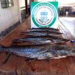 Em MS, 41 pescadores são autuados e 126 kg de pescado foram apreendidos durante a Piracema