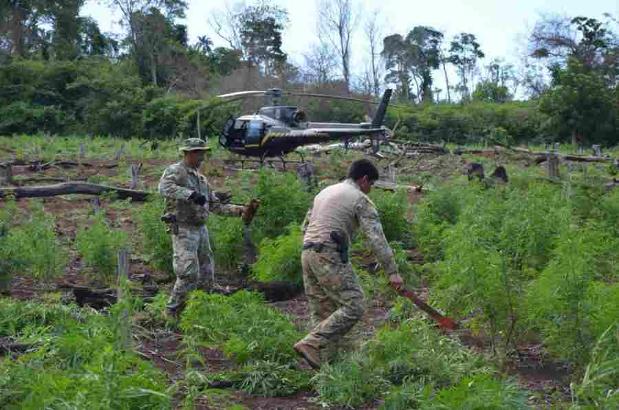 Com apoio da PF, operação destrói 36 hectares de plantação de maconha em um dia