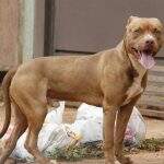 Animais soltos na rua podem render multa de até R$ 15 mil em Campo Grande; saiba como denunciar