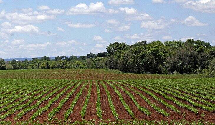 Plantio de soja em Mato Grosso do Sul