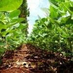 Fundo agrícola destina R$ 4,2 milhões para pesquisa de milho e soja em MS