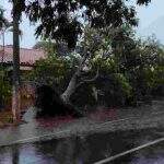 VÍDEO: Tempestade derruba árvores e alaga ruas em Dourados