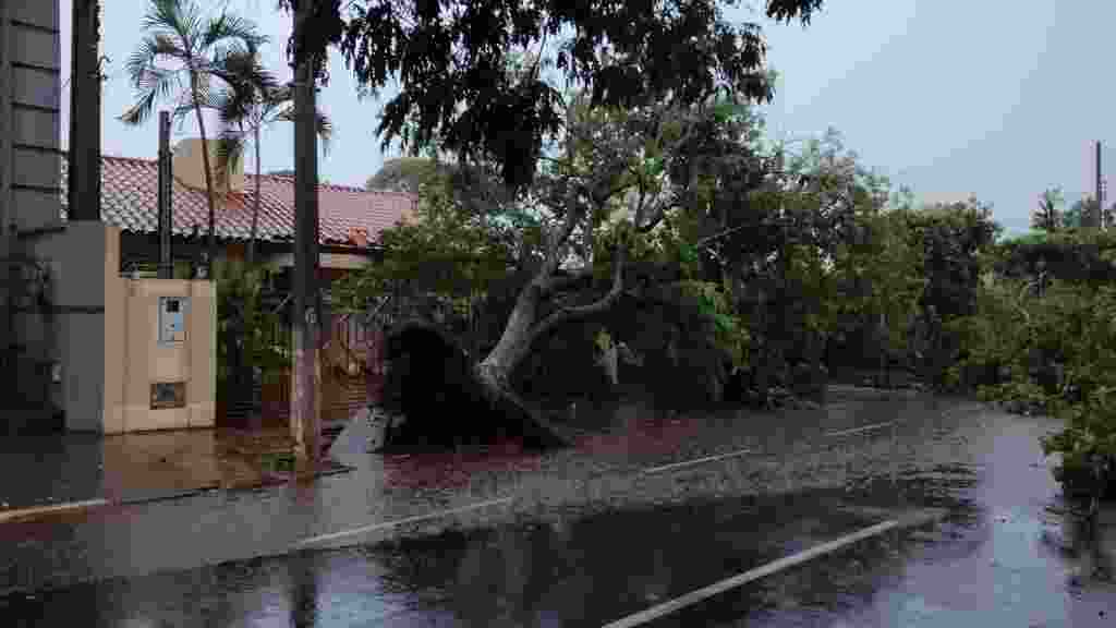 Tempestade derrubou árvores e deixou diversas casas sem energia elétrica