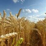 Abastecimento de trigo não deve ser prejudicado por conflito na Ucrânia