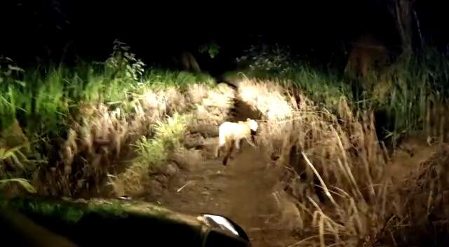 Onça-parda foi encontrada em residência na quarta-feira (9).