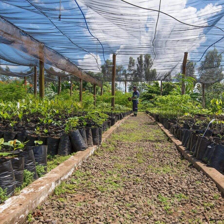 O Viveiro de Mudas integra ações de cultivo