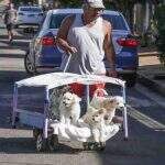 Conforto e proteção: Rico leva cachorrinhos em passeio especial pelas ruas de Campo Grande