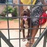 VÍDEO: Com portão instalado, casinha e espaço adequado, pitbull é devolvido para família: ‘Final feliz para o Borel’