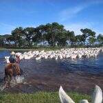 Mesmo na pandemia, pecuaristas lucram com abate recorde de animais orgânicos no Pantanal