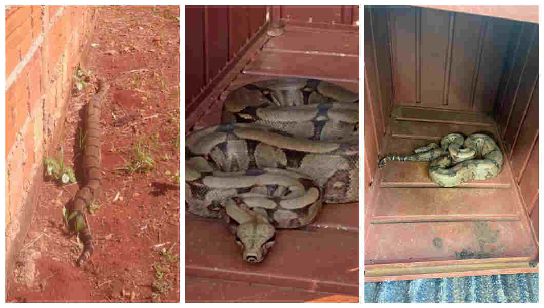 Três serpentes são capturadas em menos de 24h em Campo Grande