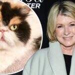 Martha Stewart diz que seus 4 cachorros mataram seu gato por engano