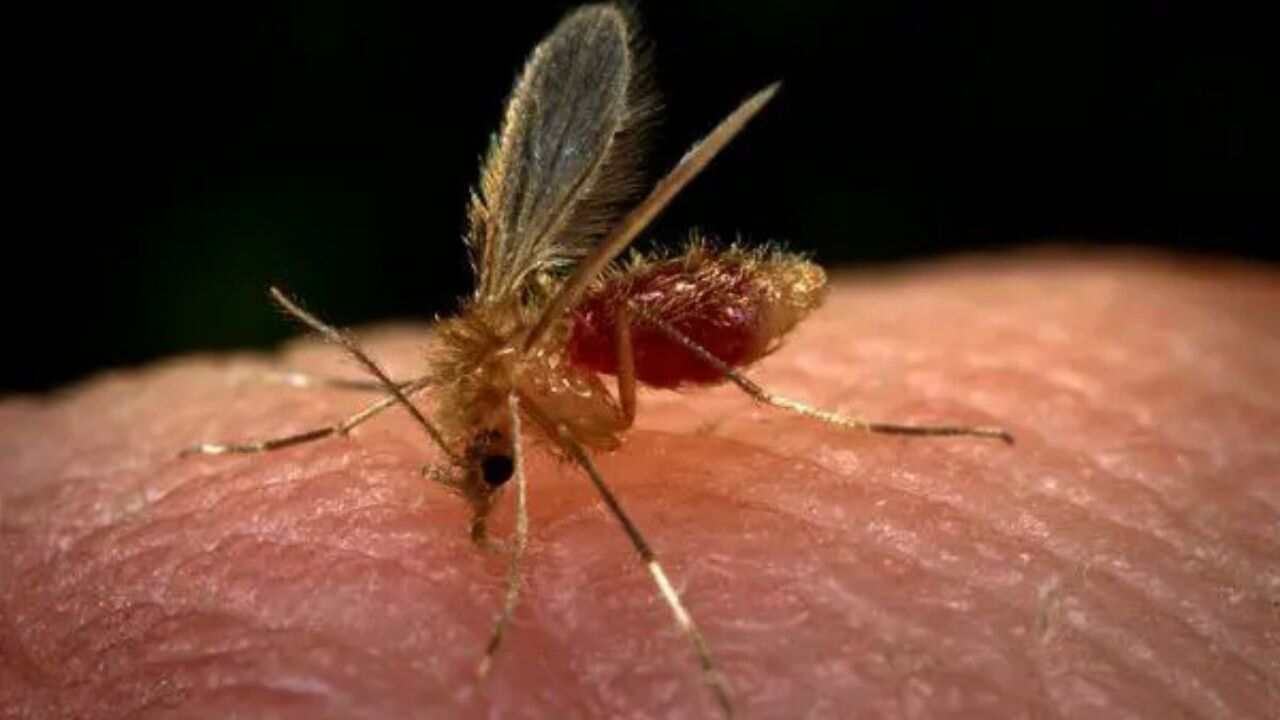 leishmaniose mosquito-palha corumbá
