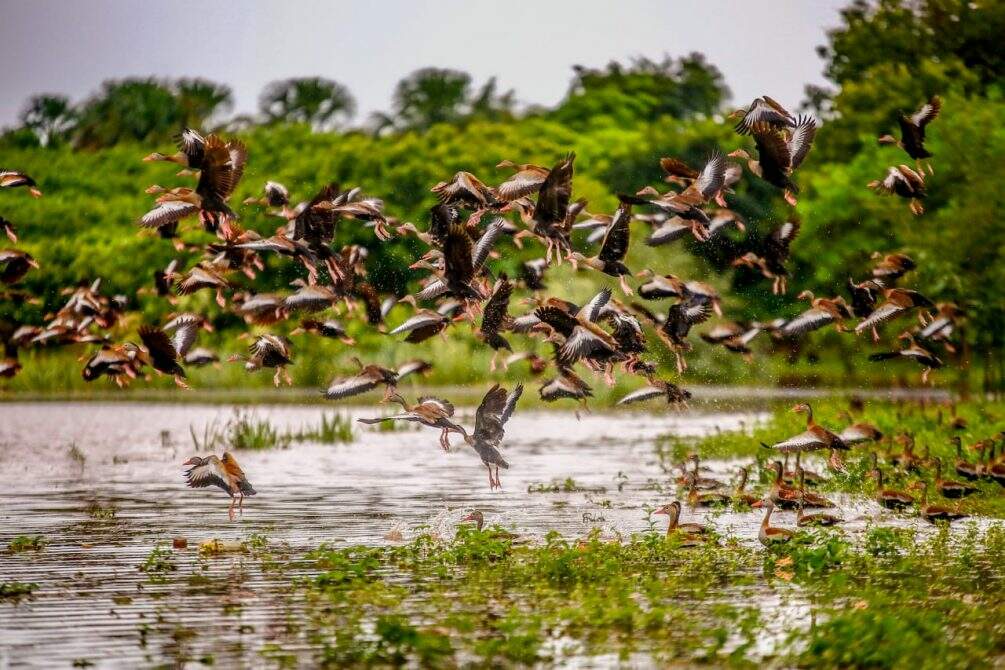 Pesquisadores da UFMS criam guia e identificam mais de 200 espécies na região do Lago do Amor