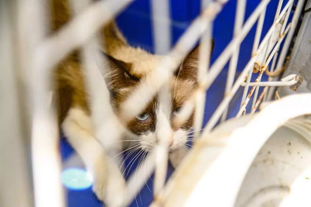 AnyConv.com gatos apreensao 1 - Após flagrante em casa cheia de fezes e coró, mutirão vai à praça conscientizar donos de animais